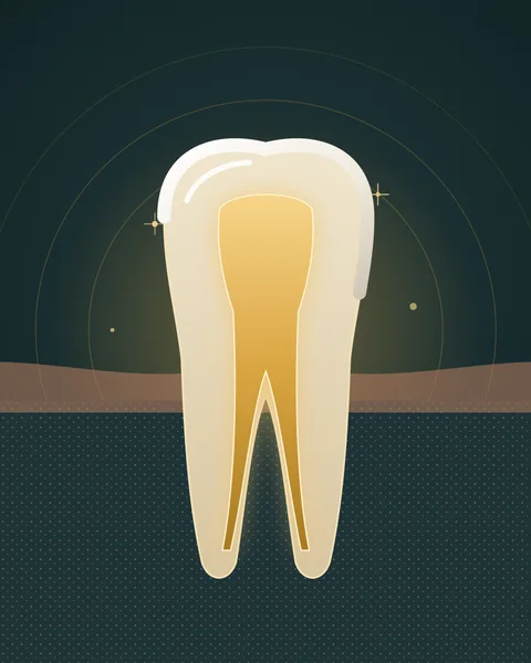 Illustration of a tooth cross-section showing the nerve canals