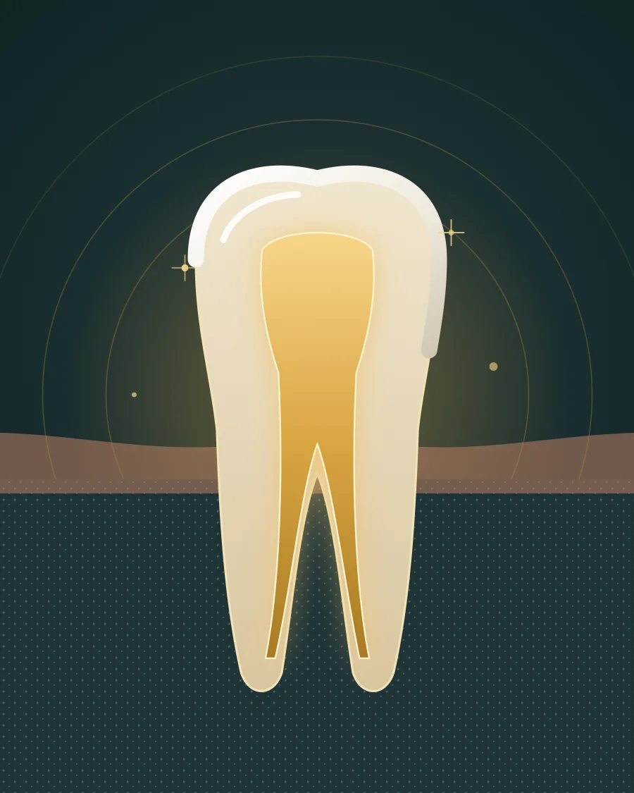 Illustration of a tooth cut open to show the pulp and root canals, drawn in Elite Dental gold and charcoal