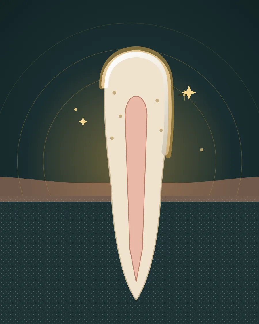 Illustration of a front tooth cut open with a layer of whitening gel on the enamel, drawn in Elite Dental gold and charcoal